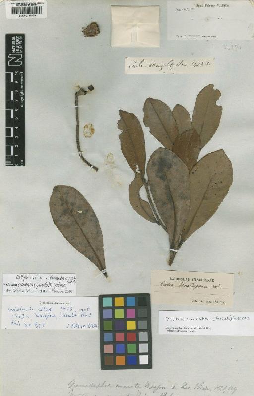 Ocotea cuneata (Griseb.) M.Gómez - BM000758708