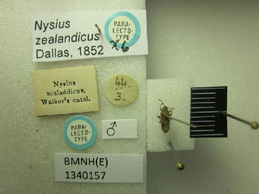 Nysius zealandicus Dallas, 1852 - Nysius zealandicus-BMNH(E)1340157-Paralectotype male dorsal & labels 2