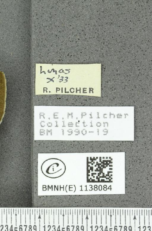 Thecla betulae (Linnaeus, 1758) - BMNHE_1138084_label_95202