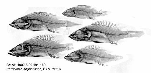 Paratilapia angusticeps Boulenger, 1907 - BMNH 1907.6.29.184-189, Paratilapia angusticeps, SYNTYPES, Radiograph