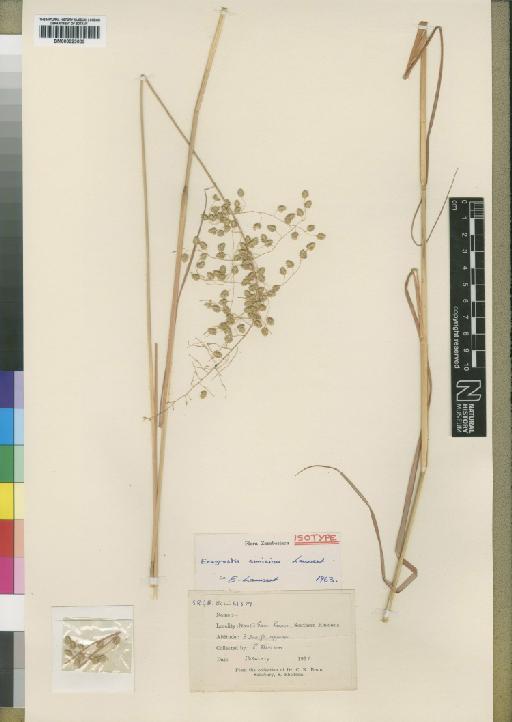 Eragrostis cimicina Launert - BM000923009