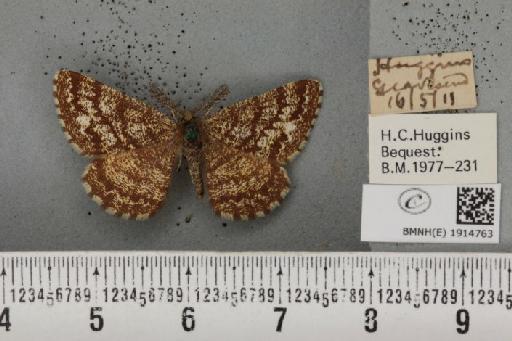 Ematurga atomaria (Linnaeus, 1758) - BMNHE_1914763_487076