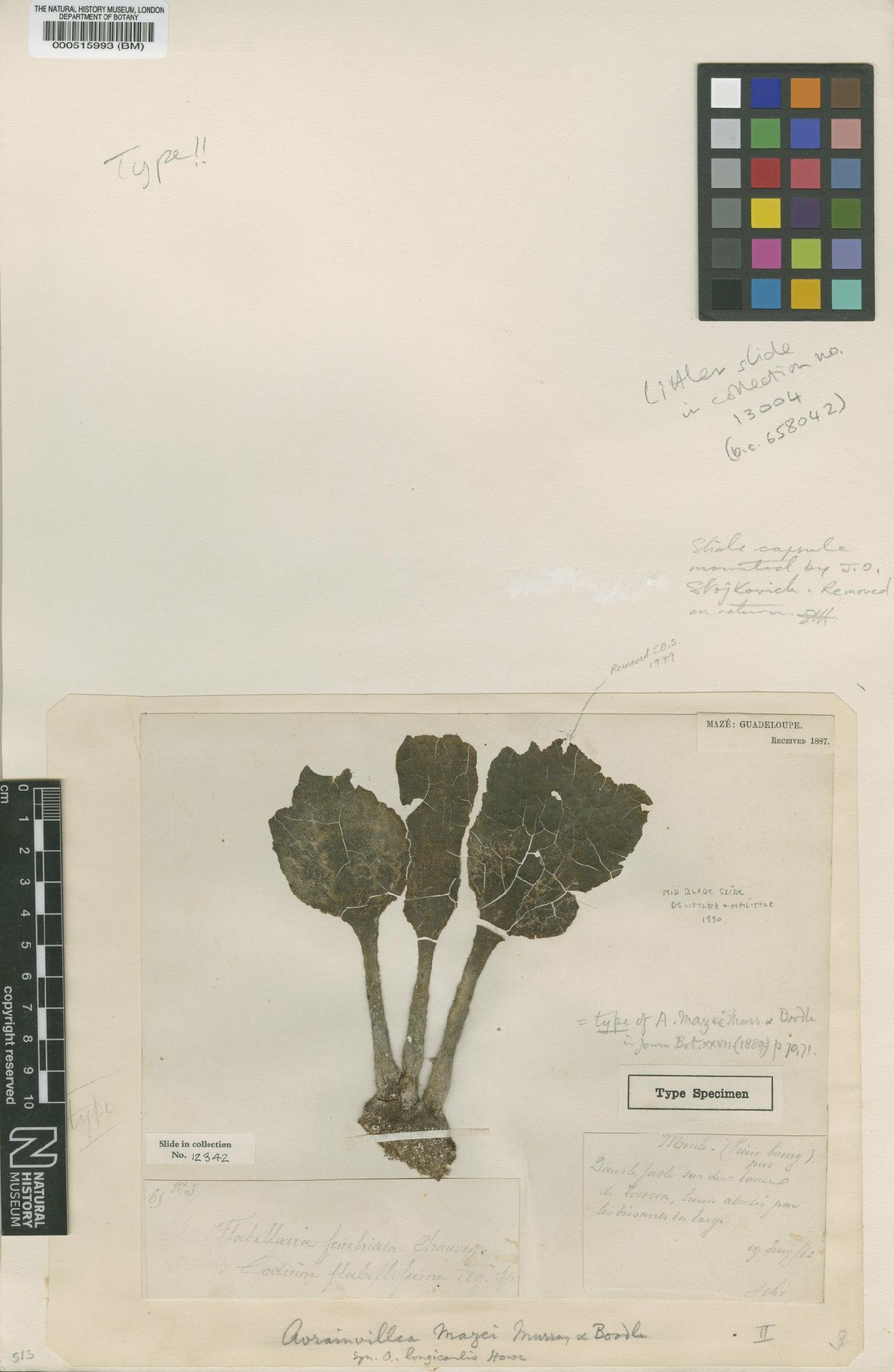 To NHMUK collection (Avrainvillea mazei G.Murray & Boodle; Syntype; NHMUK:ecatalogue:4829624)