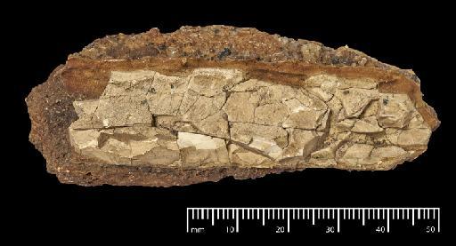 Toxodon platensis Owen, 1837 - NHMUK PV M 102043_2