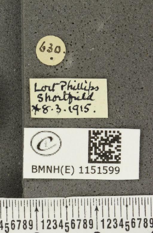 Celastrina argiolus britanna (Verity, 1919) - BMNHE_1151599_label_112391