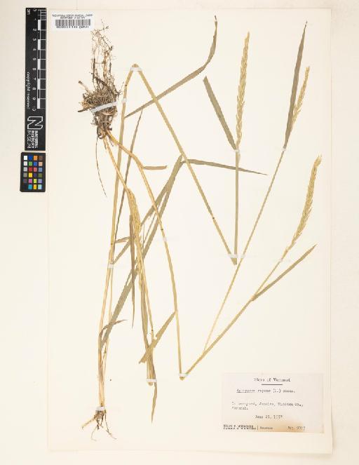 Agropyron repens (L.) P.Beauv. - 000094446