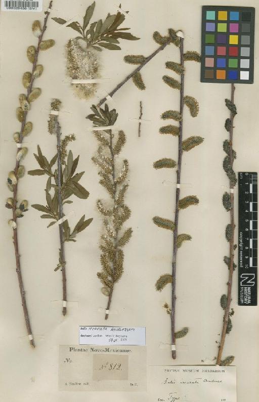 Salix irrorata Andersson - BM000029458