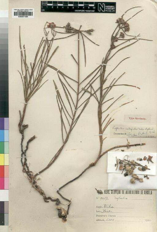 Euphorbia asclepiadea Milne-Redhead - BM000911285