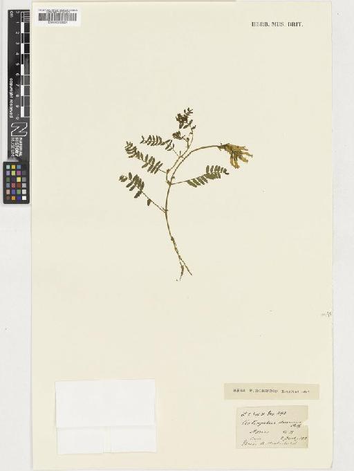 Astragalus danicus Retz. - BM000933651