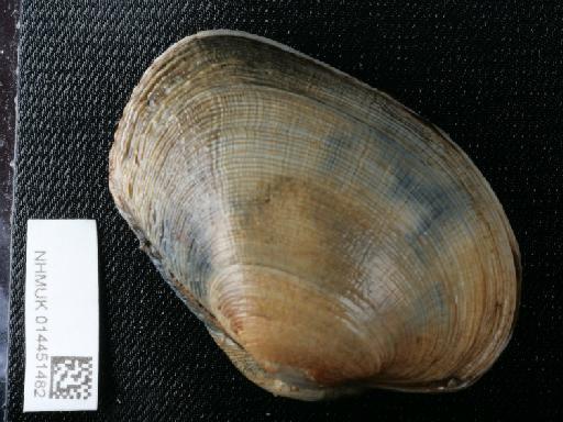 Venerupis corrugata (Gmelin, 1791) - 014451482_01