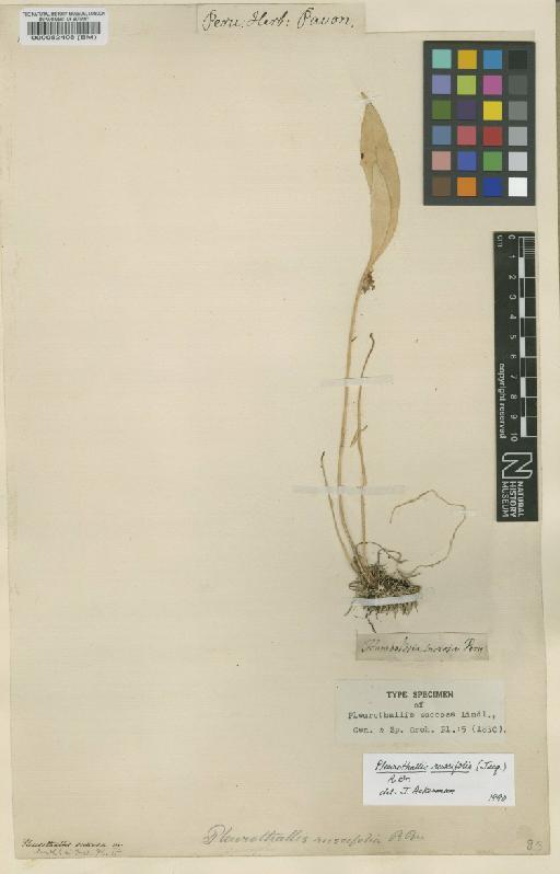 Pleurothallis ruscifolia (Jacq.) R.Br. - BM000082408