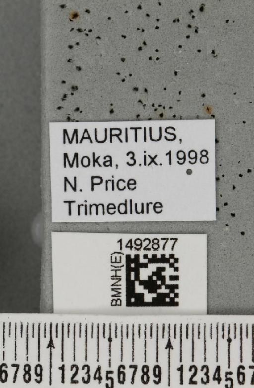 Ceratitis (Pterandrus) quilicii De Meyer et al., 2016 - BMNHE_1492877_label_43913