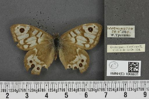 Lasiommata megera ab. bradanfelda Blackie, 1920 - BMNHE_1066931_28589