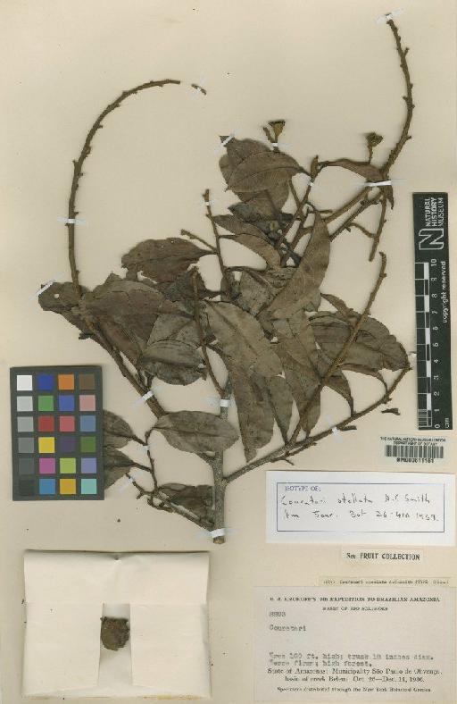 Couratari stellata A.C.Sm. - BM000611161