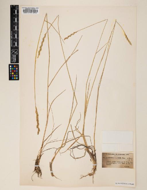 Elymus hispidus subsp. barbulatus (Schur) Melderis - 000013763