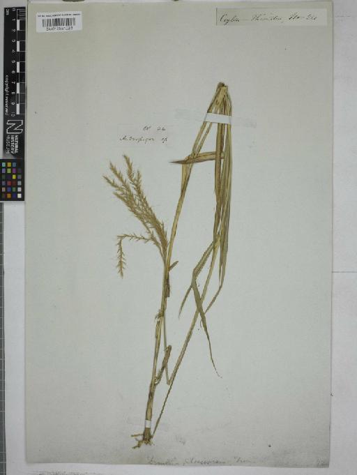 Dimeria gracilis Nees ex Steud. - 012551023_1