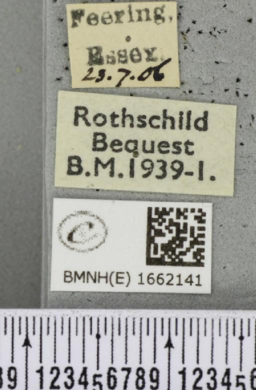 Nudaria mundana (Linnaeus, 1761) - BMNHE_1662141_label_257827