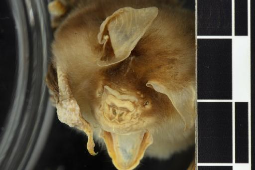 Hipposideros schneideri Thomas, 1903 - 1904_4_1_2-Hipposideros_schneideri-Holotype-Noseleaf-dorsal