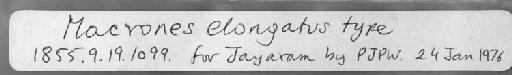 Macrones elongatus Günther, 1864 - 1855.9.19.1099 label from prints & negs envelope (PJPW's hand)