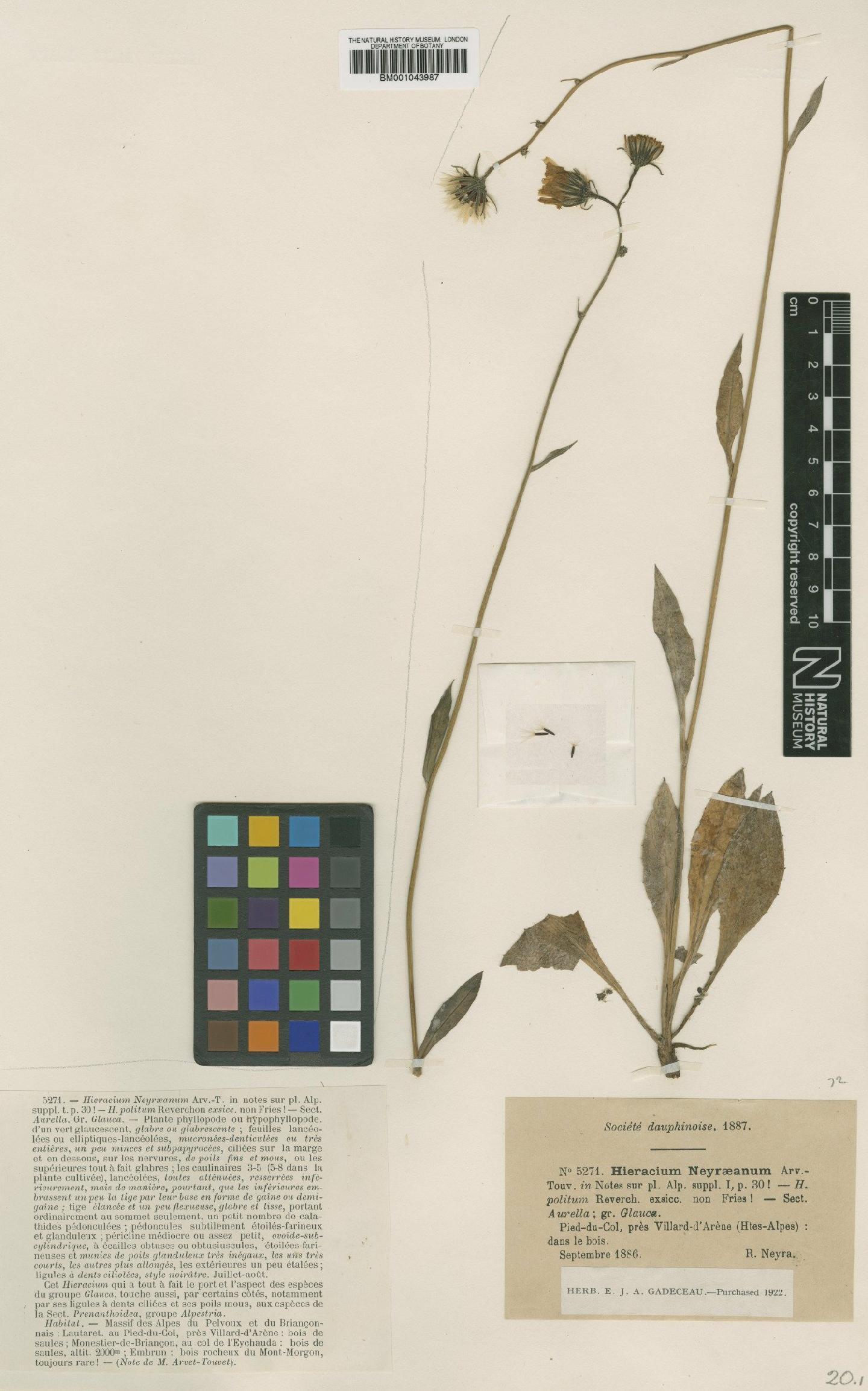 To NHMUK collection (Hieracium arrectum subsp. neyranum (Arv.-Touv.) Zahn; TYPE; NHMUK:ecatalogue:2395342)
