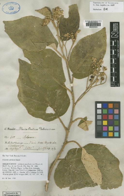 Solanum albidum Dunal - BM000815965