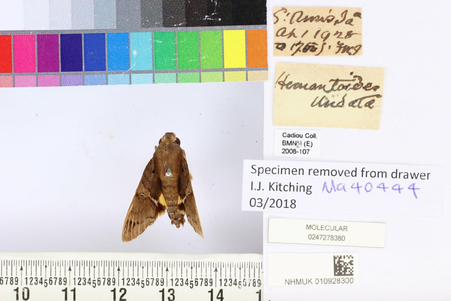 Himantoides undata