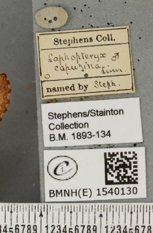 Ptilodon capucina (Linnaeus, 1758) - BMNHE_1540130_label_247348