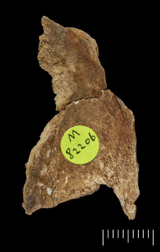 Scelidotherium leptocephalum Owen, 1840 - NHMUK PV M 82206 A (b) Fragment (1).tif