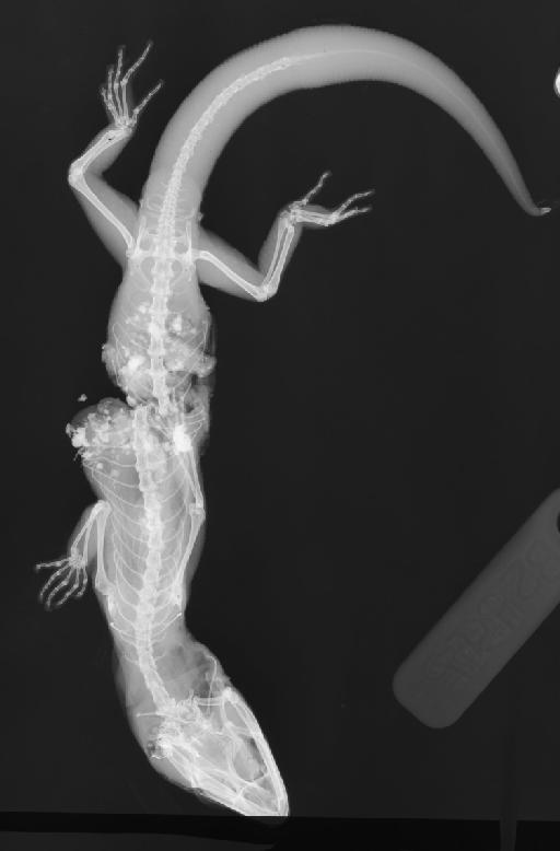 Coleonyx elegans Gray, 1845 - 80_1950 1 1 80_2400ppp134.jpg
