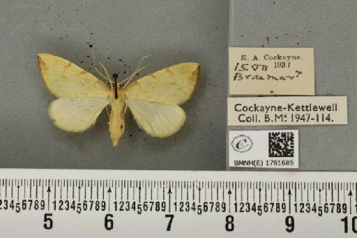 Gandaritis pyraliata ab. deleta Strand, 1903 - BMNHE_1761685_345314