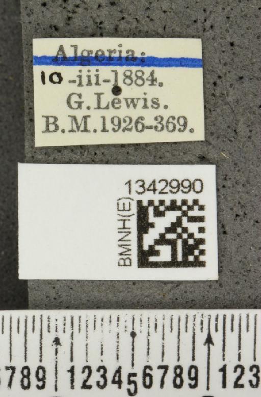 Lilioceris (Lilioceris) lilii stercoraria (Linnaeus, 1767) - BMNHE_1342990_label_13095