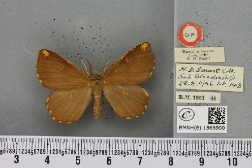 Angerona prunaria ab. extrema Williams, 1947 - BMNHE_1866900_440134