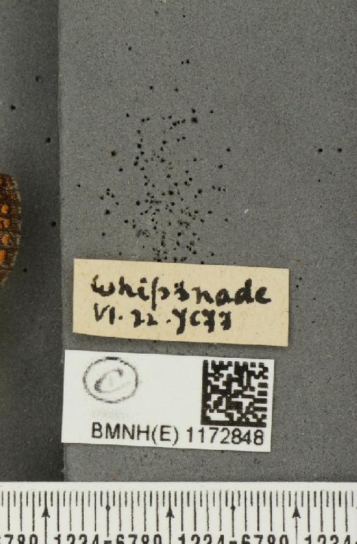 Euphydryas aurinia (Rottemburg, 1775) - BMNHE_1172848_label_53189