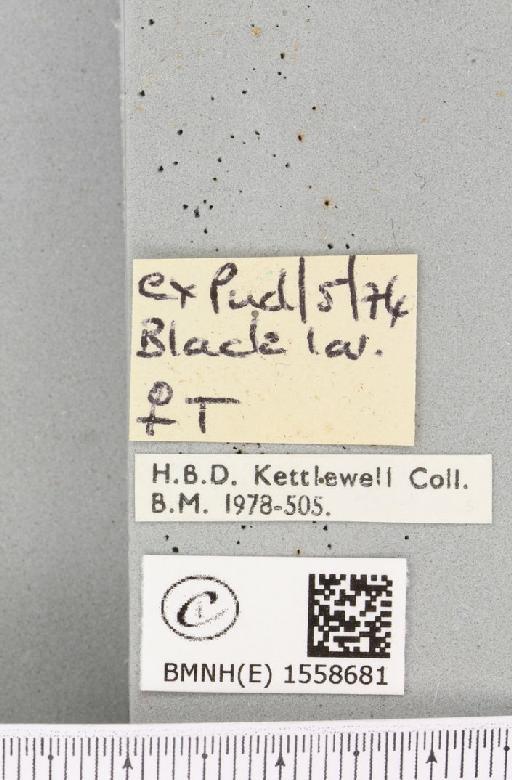 Calliteara pudibunda (Linnaeus, 1758) - BMNHE_1558681_label_255599