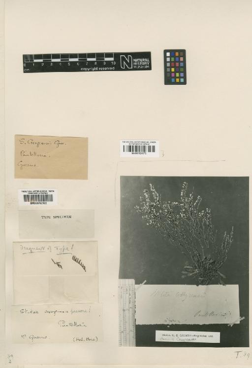 Limonium cosyrense (Guss.) Kuntze - BM001134575