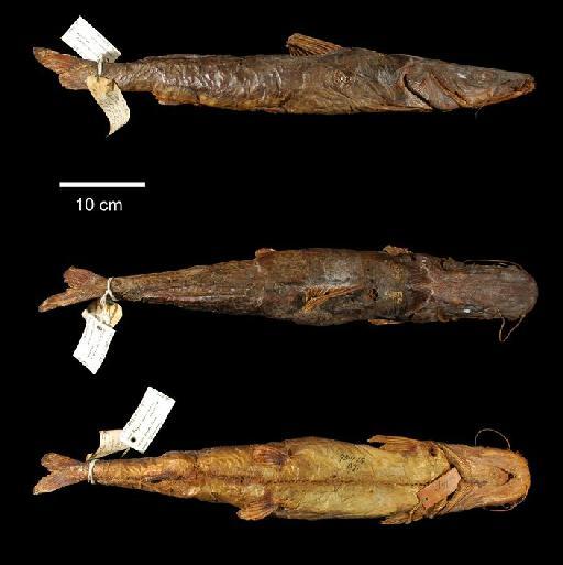 Bagrus meridionalis Günther, 1894 - 1893.11.15.87; Bagrus meridionalis; type; ACSI Project image