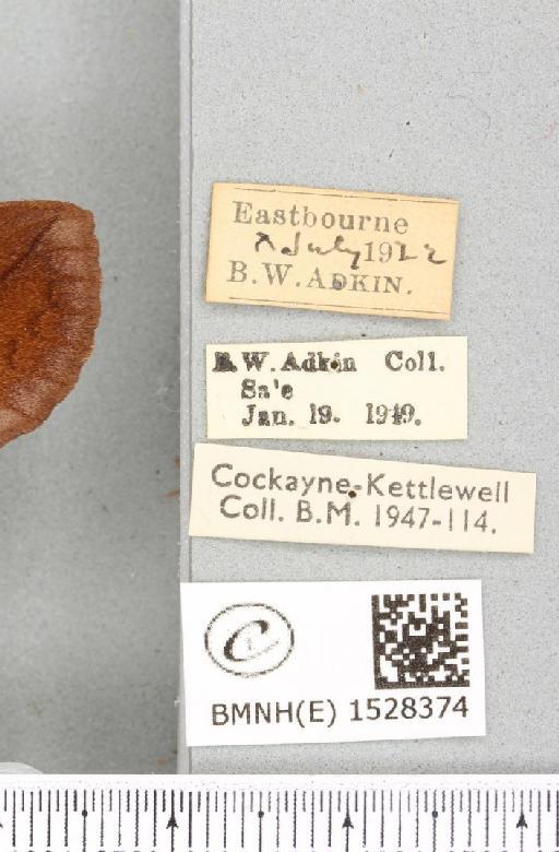 Euthrix potatoria ab. extrema Tutt, 1902 - BMNHE_1528374_label_196894