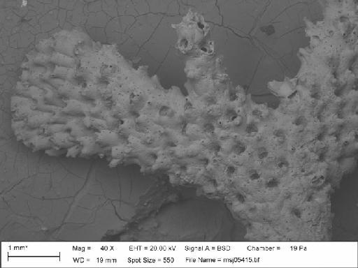 Palmicellaria skenei var. tridens (Busk, 1859) - P_skeni_tridens_msj05415