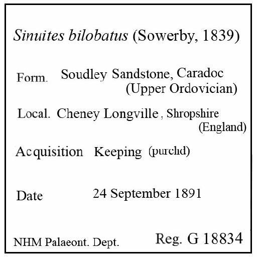 Sinuites bilobatus (Sowerby, 1839) - G 18834. Sinuites bilobatus (label)