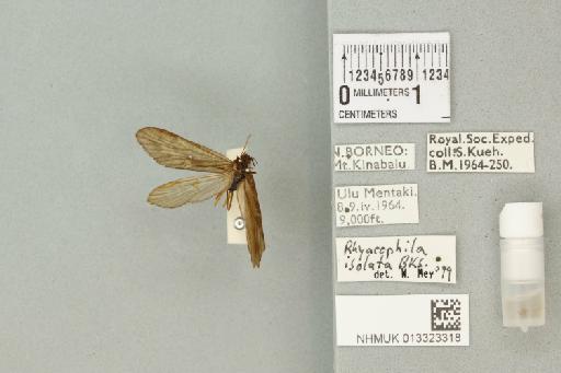 Rhyacophila isolata Banks, 1934 - 013323318_840323_1756181