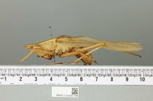 Pseudorhynchus crassiceps (de Haan, 1842) - 012497748_reverse(1)