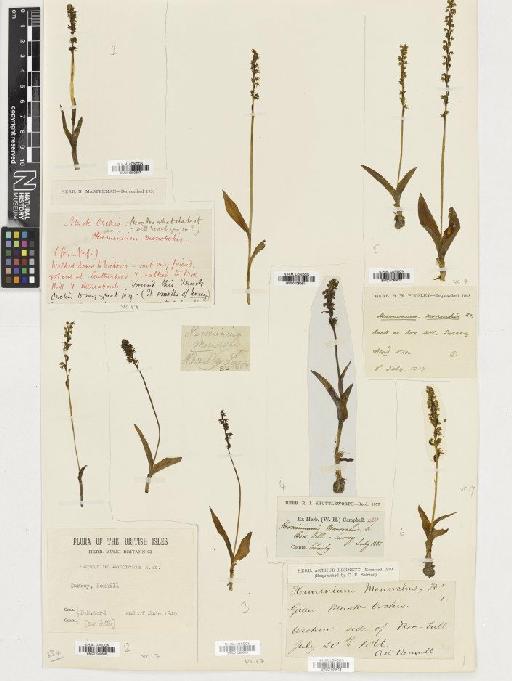 Herminium monorchis (L.) R.Br. - BM001080612