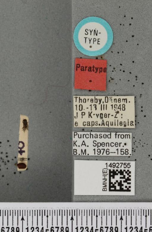 Phytomyza krygeri Hering, 1949 - BMNHE_1492755_label_54492