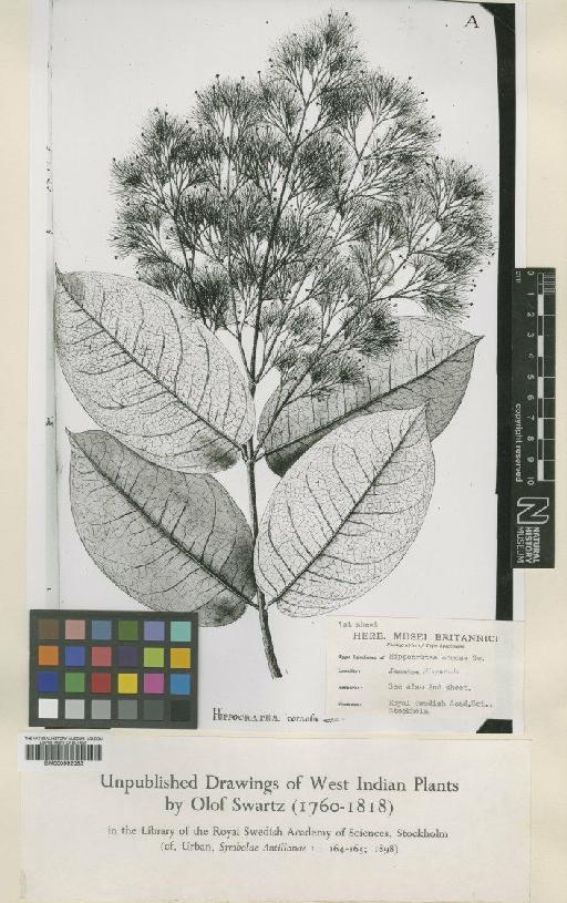 Hylenaea comosa (Sw.) Miers - BM000992053