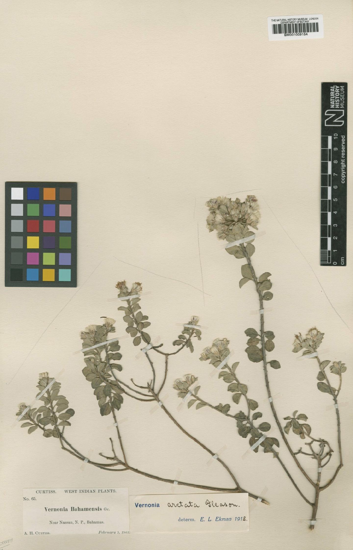 To NHMUK collection (Vernonia arbuscula Less.; TYPE; NHMUK:ecatalogue:556261)