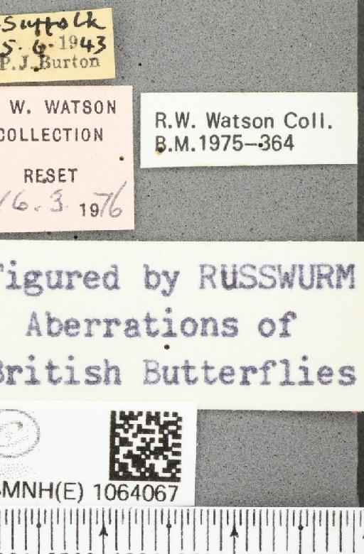 Coenonympha pamphilus ab. latiora Leeds, 1950 - BMNHE_1064067_label_25243