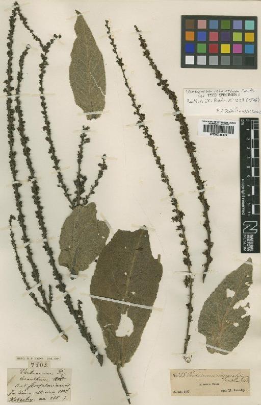 Verbascum leianthum Benth. - BM000796528
