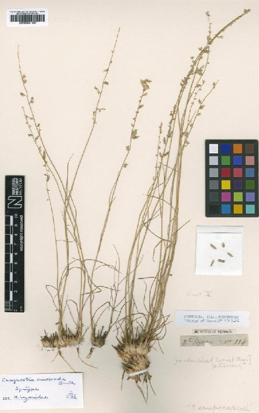 Eragrostis eriopoda Benth. - BM000991621