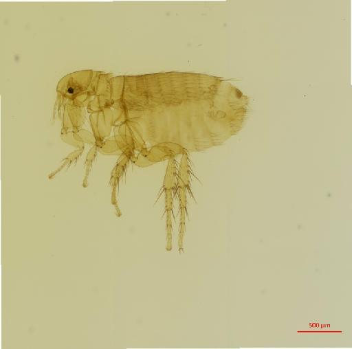 Polygenis platensis cisandinus Jordan, 1939 - 010179173_specimen