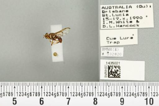Bactrocera (Bactrocera) bryoniae (Tryon, 1927) - BMNHE_1435021_28430